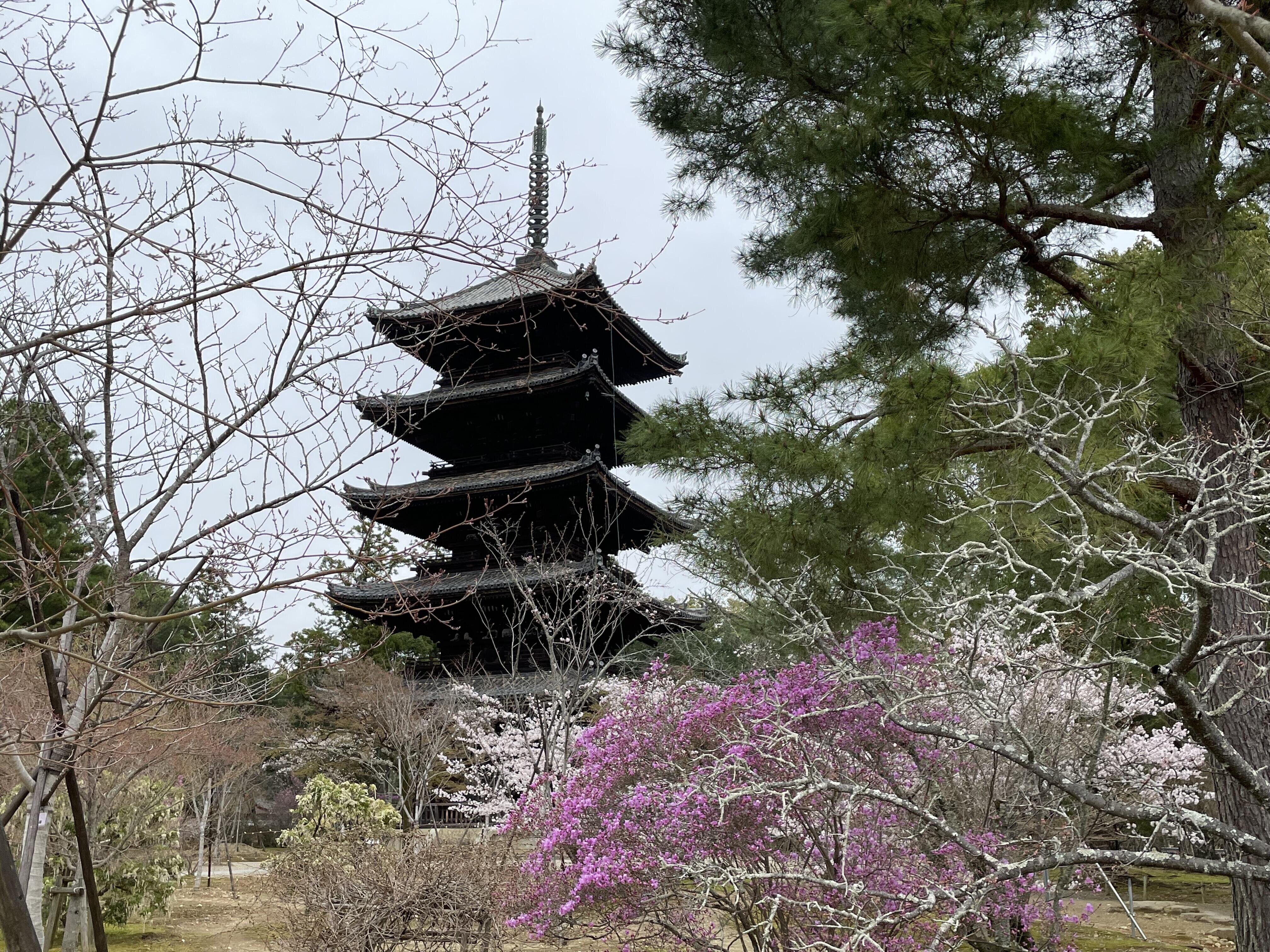 QIRAポイントで仁和寺！？の巻