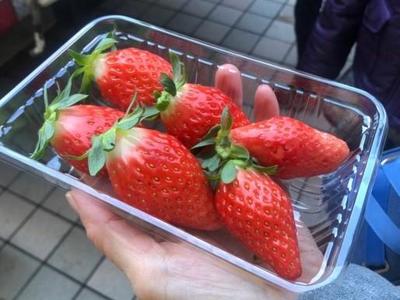いちご狩り⒋.jpg