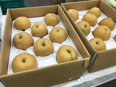 青果14.jpg